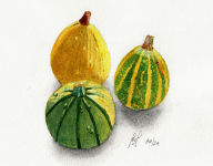 Gourds A watercolour painting of three decorative Gourds