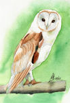 White Barn Owl A watercolour painting of a White Barn Owl