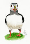 Puffin A watercolour painting of a Puffin