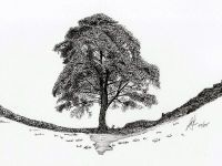 Sycamore Gap Tree A Pen drawing of the famous Sycamore Gap Tree before it was foolishly cut down
